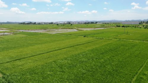高安市 大力发展优质稻米产业 助推乡村振兴
