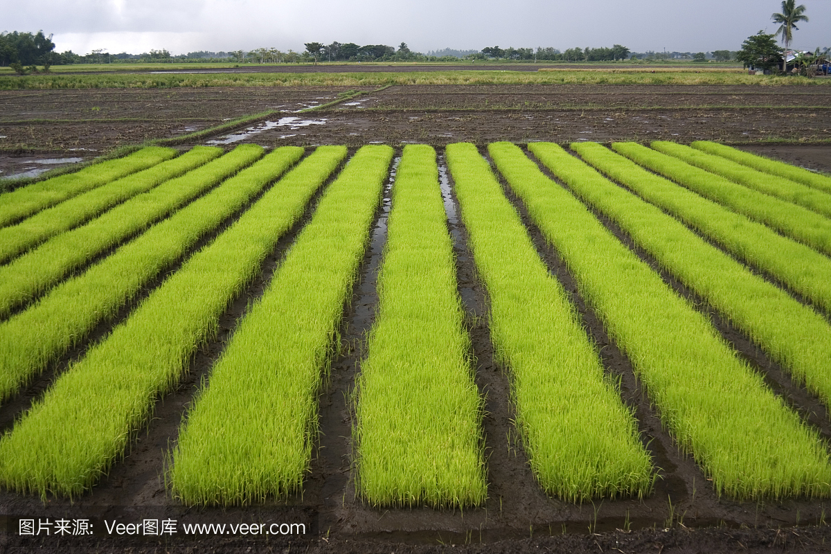 水稻幼苗