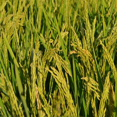 齐齐哈尔市富联水稻种植专业合作社白稻谷