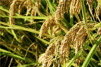 现在水稻多少钱一斤?2020年种一亩大约赚多少钱?