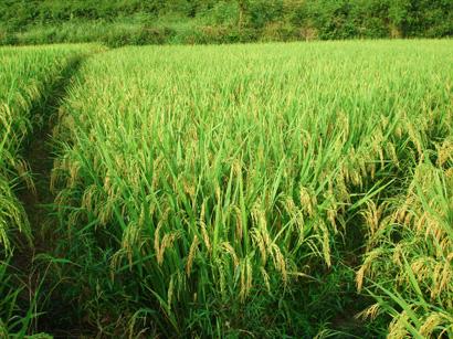 安徽68户农民千余亩水稻减产 丰乐种业补偿73万(图)