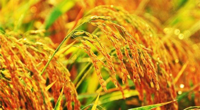富硒水稻与普通水稻相比是产品和质量的"双赢":不仅让水稻的质量得到