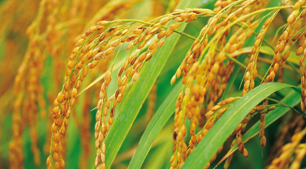 稻子哪个季节收获