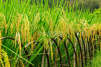 成熟水稻近摄_成熟水稻近摄免费_成熟水稻近摄素材_成熟水稻近摄背景