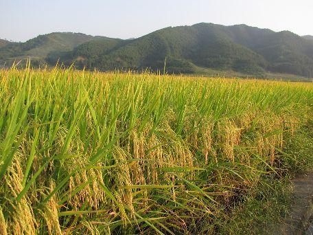 全部产品 三系杂交水稻种 两系杂交水稻种 不育系 苗头品种