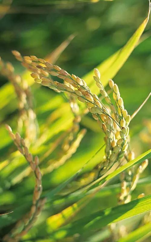 不施化肥 不打农药,这样种水稻很赞 皇图岭镇发展特色农业还有大动作