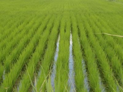 欧盟有机水稻种植标准