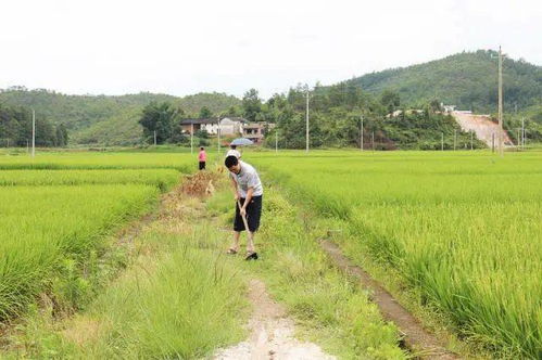 和平特产探访 万家香大米 东江上游山坑田里种出高品质生态米