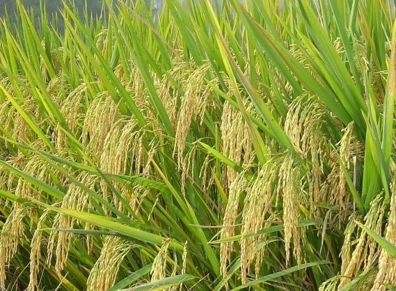 [功能作用]     1,减少农药,化肥,提高产品品质,高产增收,可使水稻可